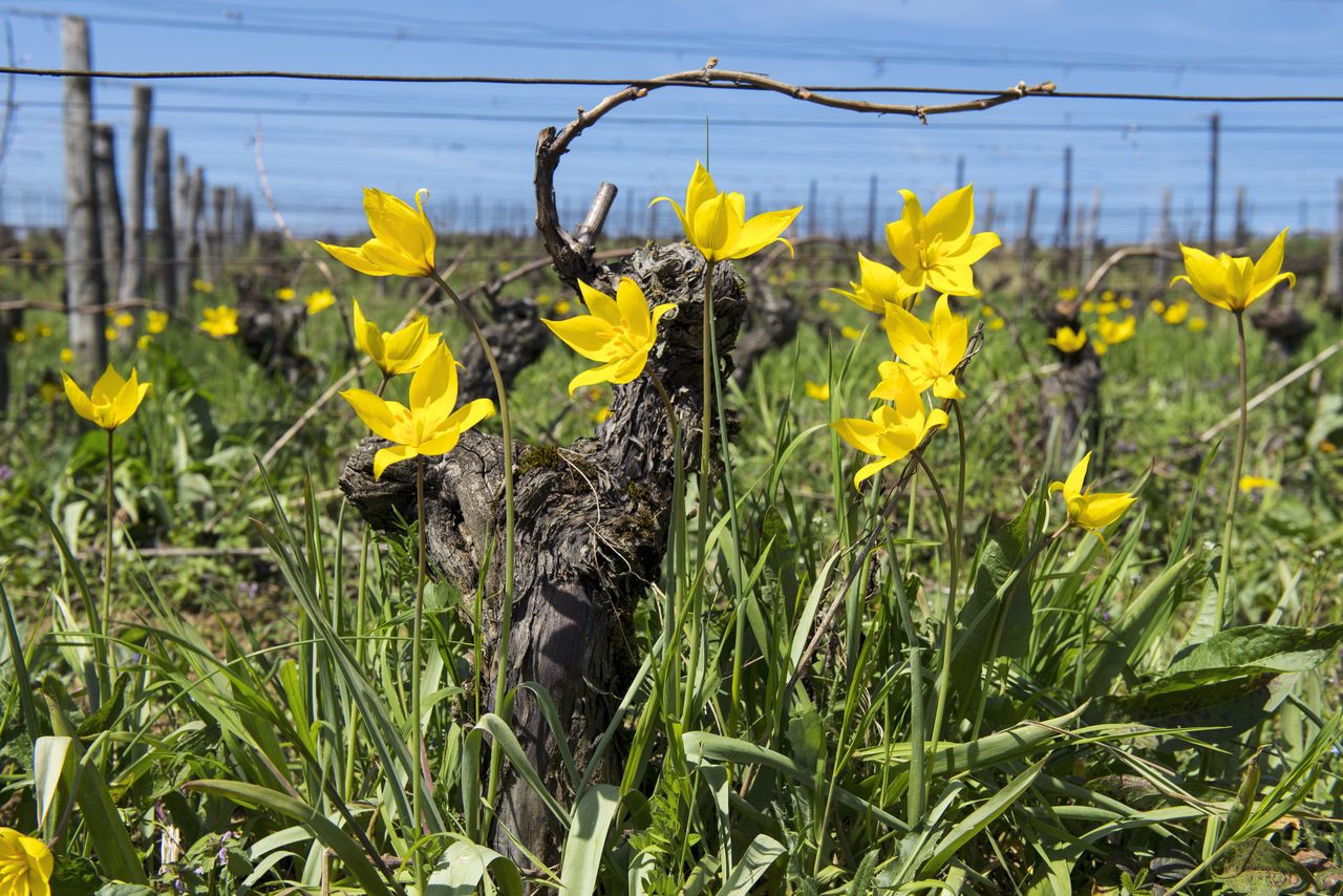 Flore Tulipe de vigne Tul_0372